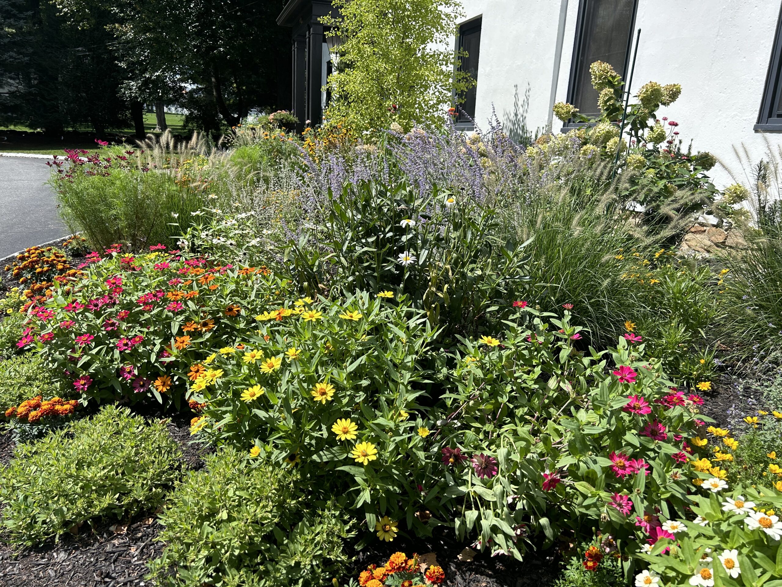 IMG_3695 A lush garden