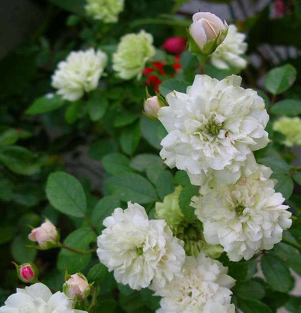 green-ice-rose "Green Ice" Rose